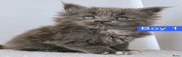 Maine Coon cats for sale: DNA health tested Maine coon kittens  - Advert 30