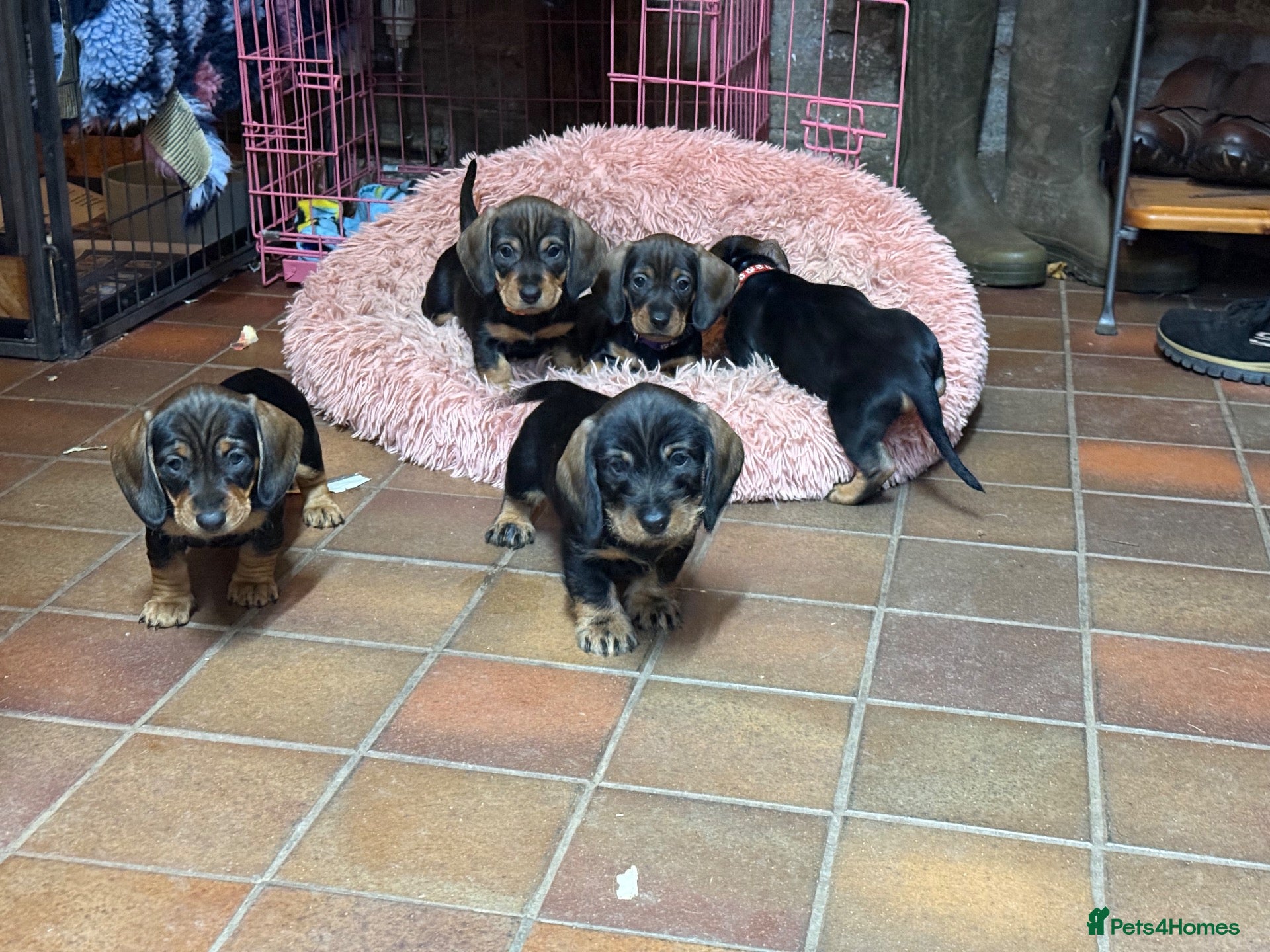 Dachshund dogs KC Registered Wire Haired Dachshund Puppies - Advert 9