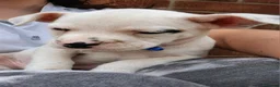 Mixed Breed dogs for sale: Loving Staffy x American Bulldog Pups - Ready Now  - Advert 26