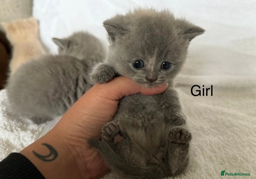 British Shorthair cats for sale: British Shorthair Kittens  - Image 6