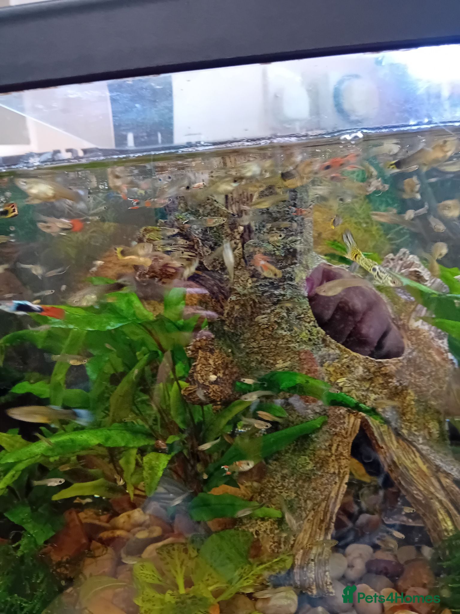 Other/Mixed Breed fish Guppy endless mix Lichfield area - Advert 6