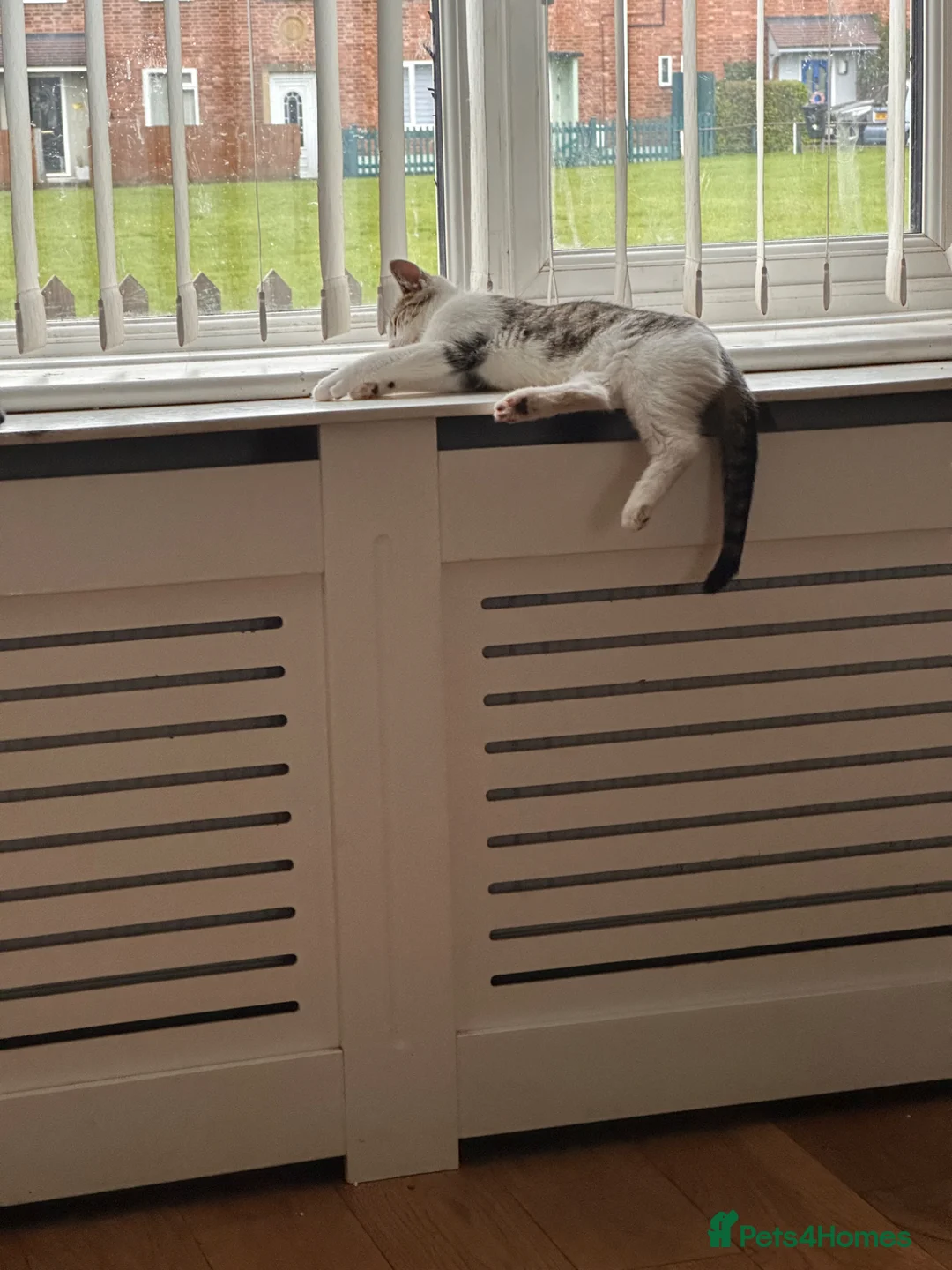 Mixed Breed cats for sale: 4 Beautiful kittens for sale - Advert 2