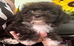 Maltipoo dogs for sale: BEAUTIFUL MALTIPOO PUPPIES READY TO LEAVE!  in Manchester - Image 4