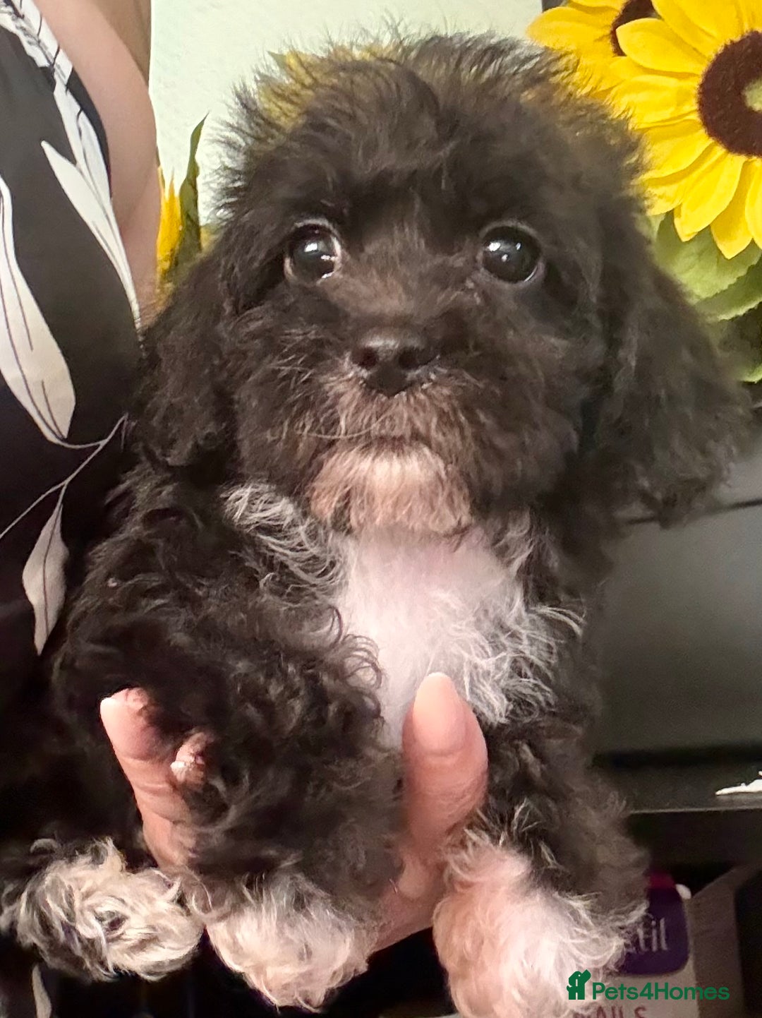 Maltipoo dogs for sale: BEAUTIFUL MALTIPOO PUPPIES READY TO LEAVE!  in Manchester - Image 4