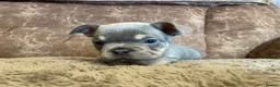 French Bulldog dogs for sale: Gorgeous little frenchie fur babies - Advert 4