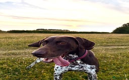 German Shorthaired Pointer dogs for sale: Loving Home Wanted - Image 8