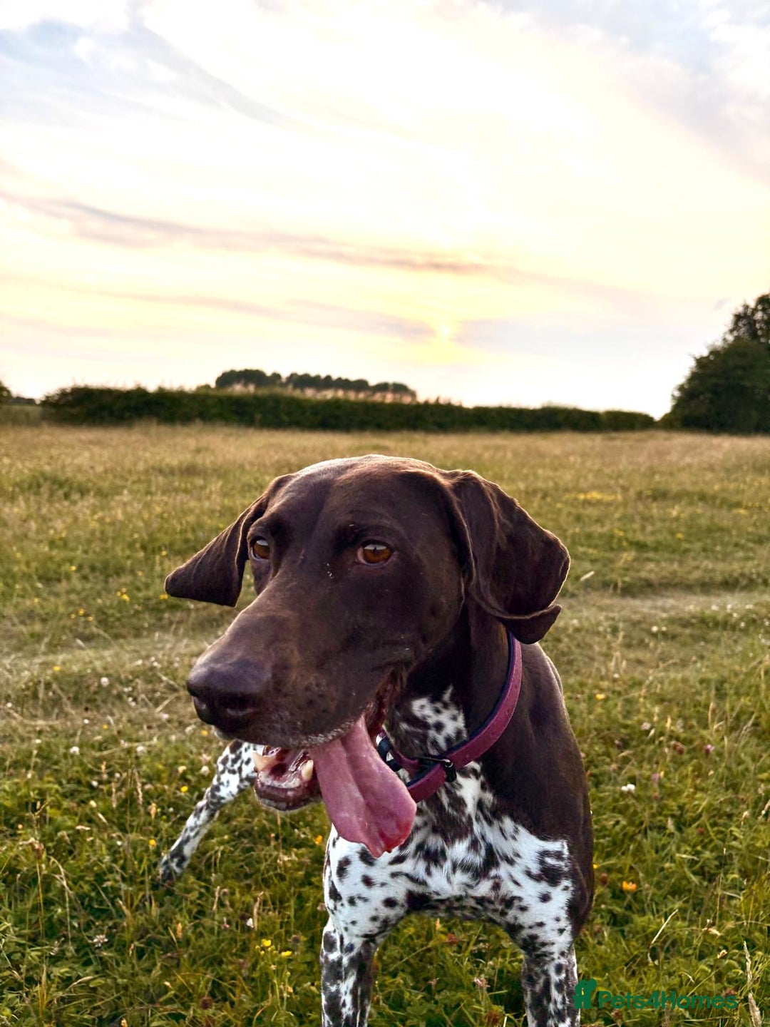 German Shorthaired Pointer dogs for sale: Loving Home Wanted - Image 8
