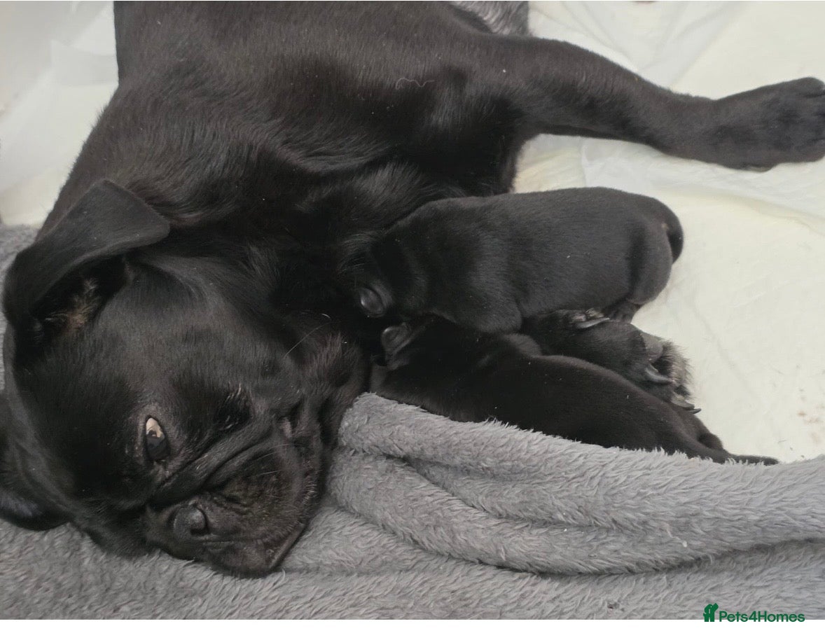 Frug dogs We have a stunning litter of frugs  - Advert 2