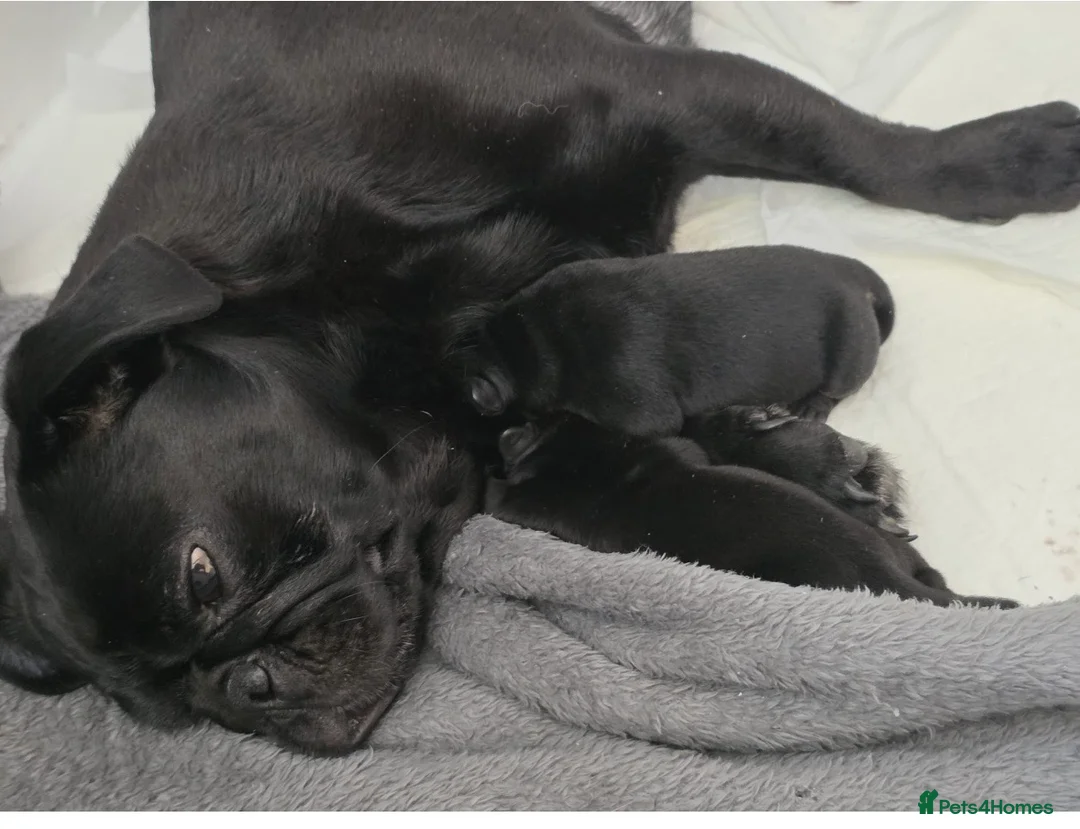 Frug dogs for sale: We have a stunning litter of frugs  in Wrexham - Advert 1