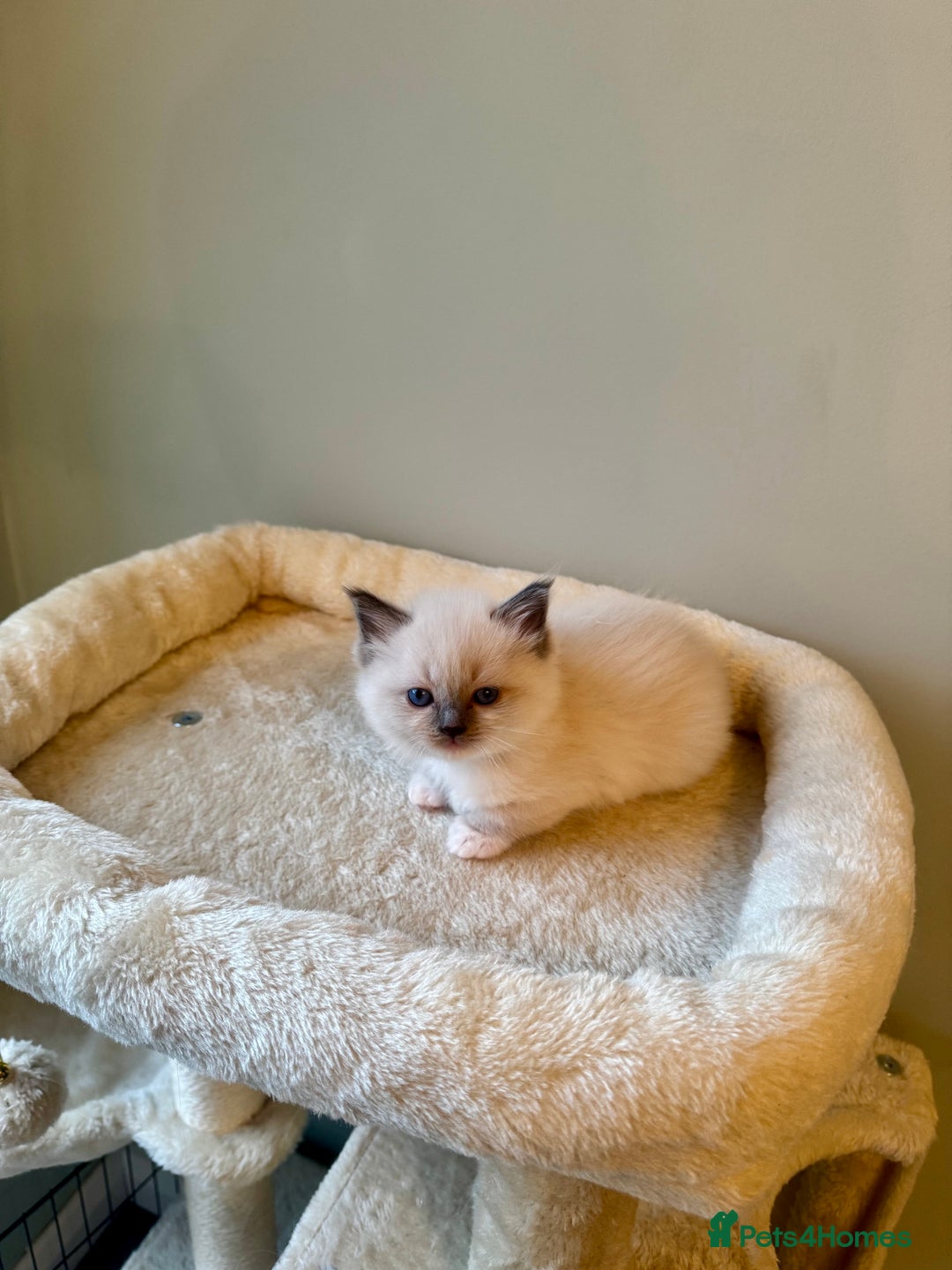 Ragdoll cats for sale: Pure bred blue & lilac point Ragdoll kittens  - Advert 18