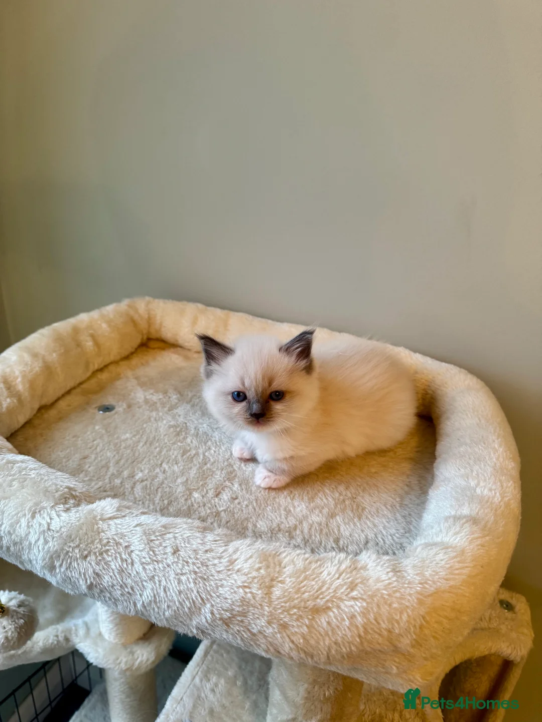 Ragdoll cats for sale: All kittens now reserved. Ragdoll kittens  - Advert 18