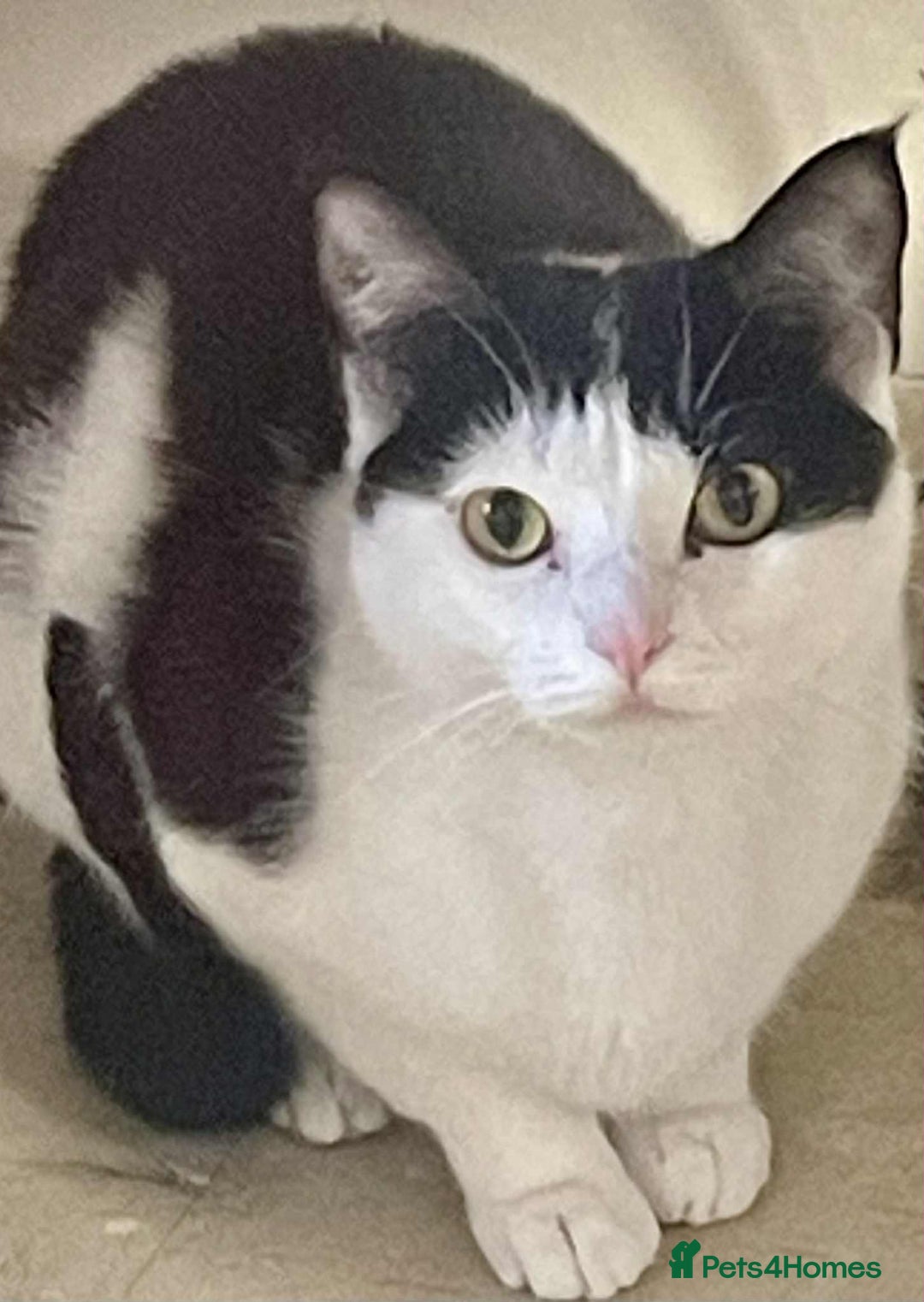 Mixed Breed cats for sale: 3 cats for sale  - Advert 8