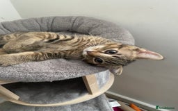 Scottish Fold cats for sale: Scottish Cross - Image 7