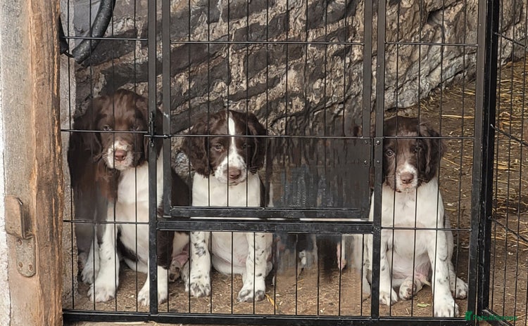 English Springer Spaniel dogs - Advert 5