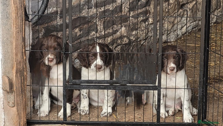 English Springer Spaniel dogs - Advert 13