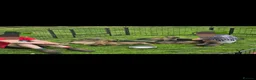Mixed Breed dogs for sale: Shepherd's available.  Last 2 £500 - Advert 16
