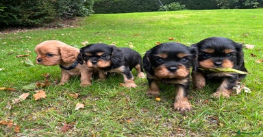 Cavalier King Charles Spaniel dogs - Advert 11