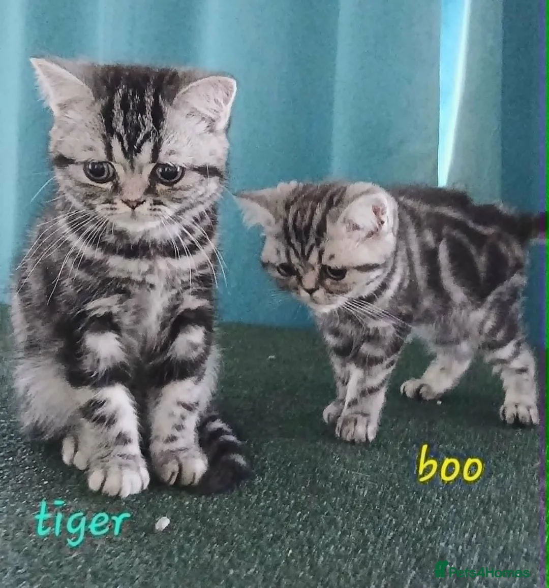 British Shorthair cats for sale: Two vaccinated British kittens.TICA - Advert 1