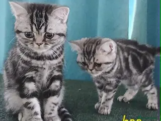 British Shorthair cats Bsh. Classic Silver Tabby . - Advert 2