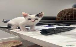 Mixed Breed cats for sale: *Ready to go* - Image 5