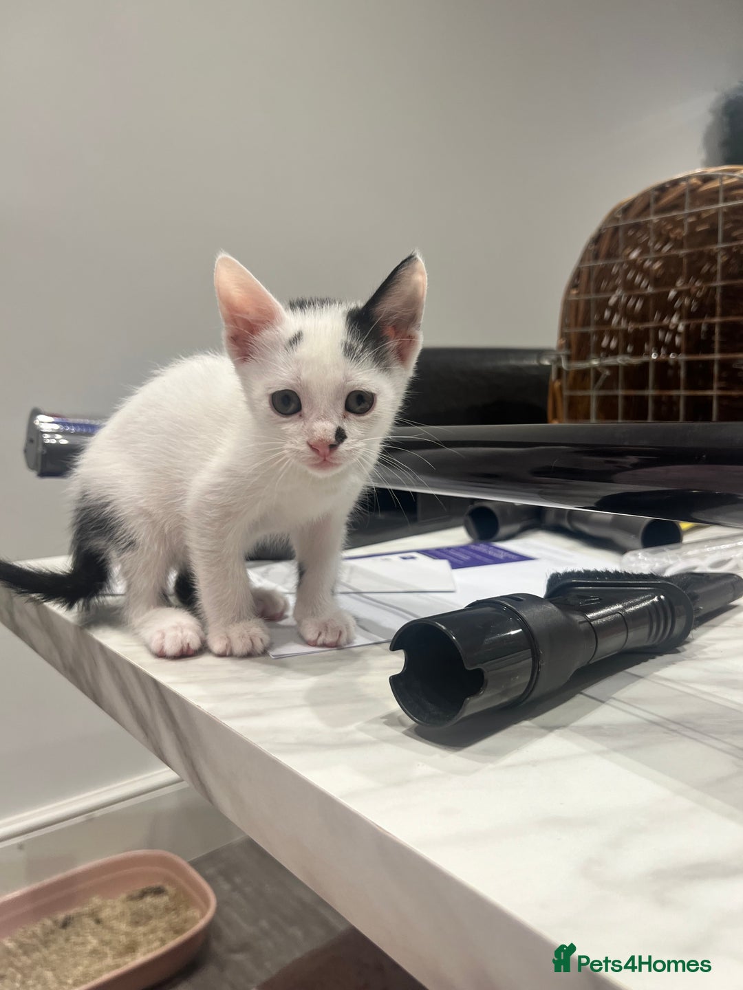 Mixed Breed cats for sale: *Ready to go* - Image 5