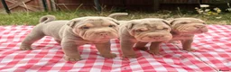 Shar Pei dogs for sale: QUALITY RARE lilac tan  puppy shar pei for sale  - Advert 21