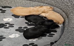 Cocker Spaniel dogs for sale: Beautiful cocker spaniel puppies - Advert 10