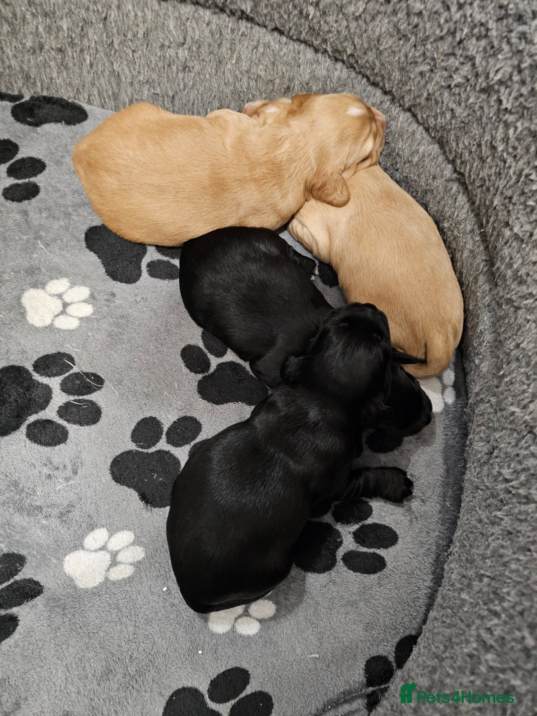 Cocker Spaniel dogs for sale: Beautiful cocker spaniel puppies - Advert 10