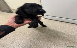 Cocker Spaniel dogs for sale: Show type cocker spaniel puppies  - Image 11