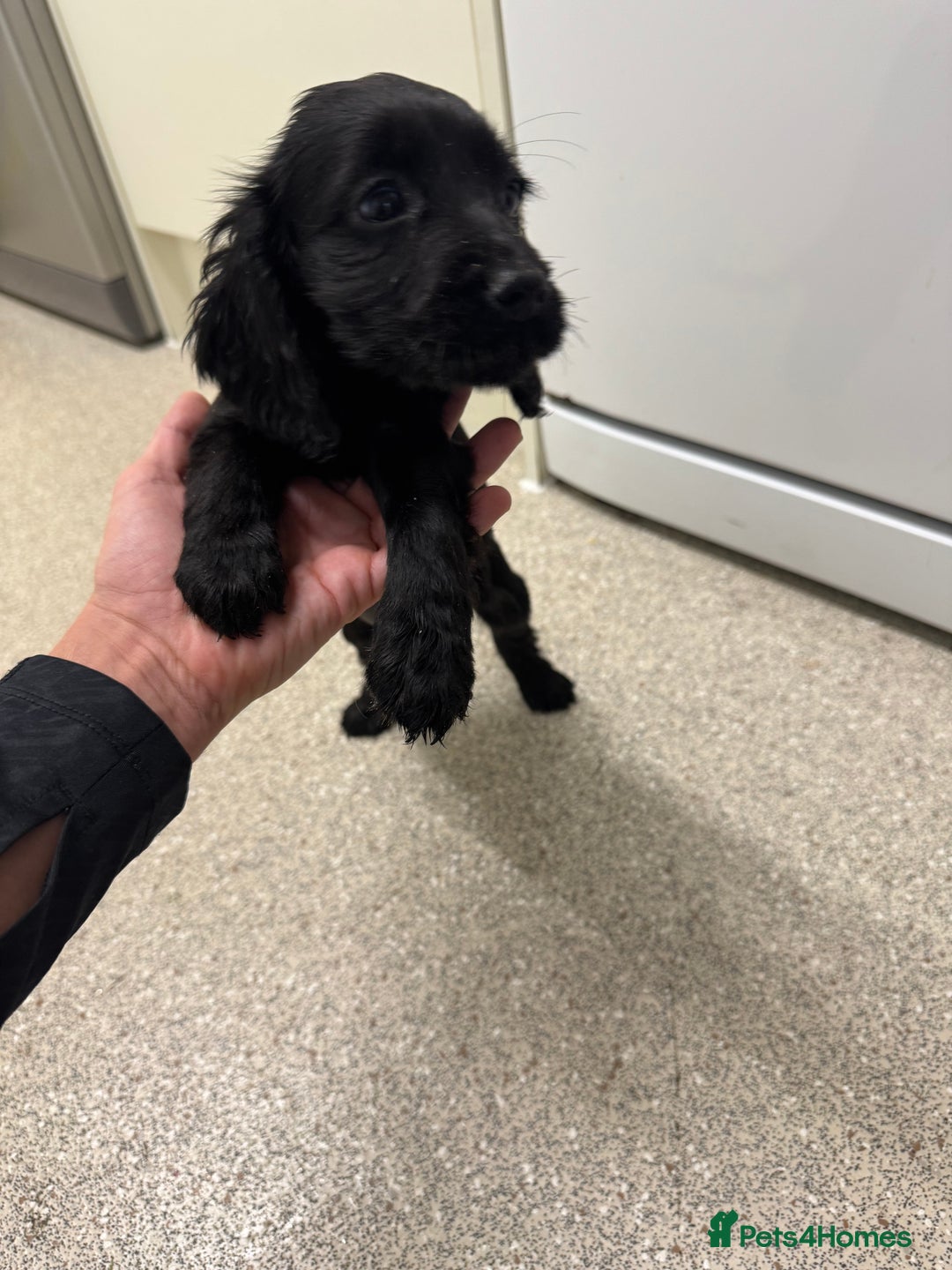 Cocker Spaniel dogs for sale: Show type cocker spaniel puppies  - Image 11