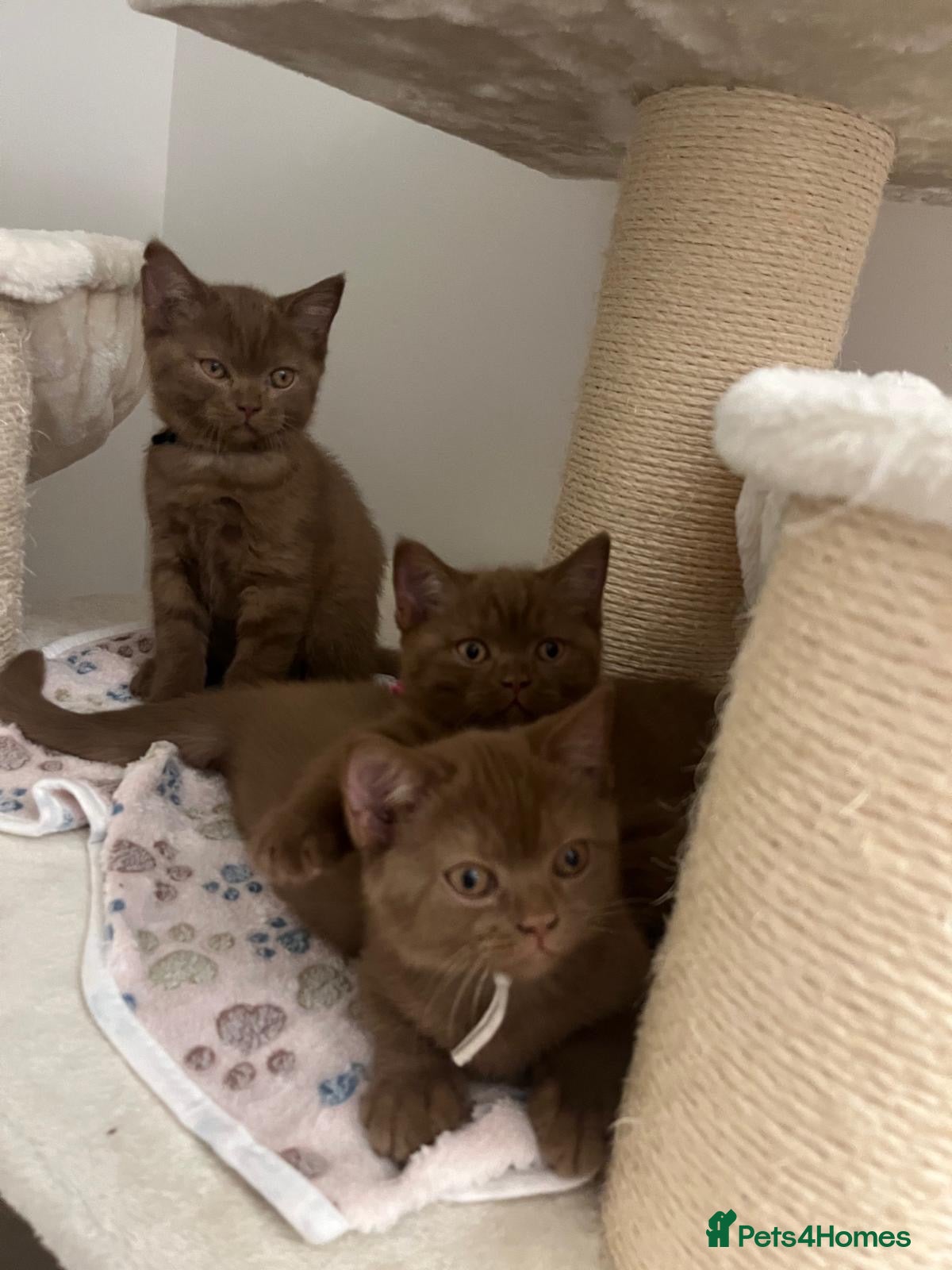 British Shorthair cats 3 Cinnamon British Shorthair Kittens - Advert 2