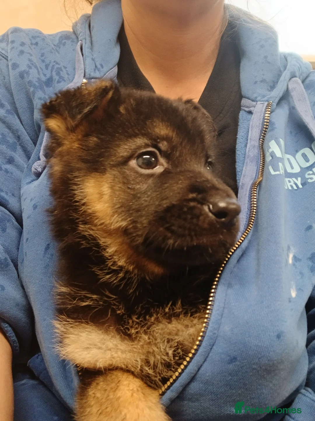 German Shepherd dogs for sale: Czech shepherd  - Advert 4