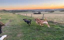 Cane Corso dogs for sale: Two beautiful cane corsos looking to be rehomed - Image 4