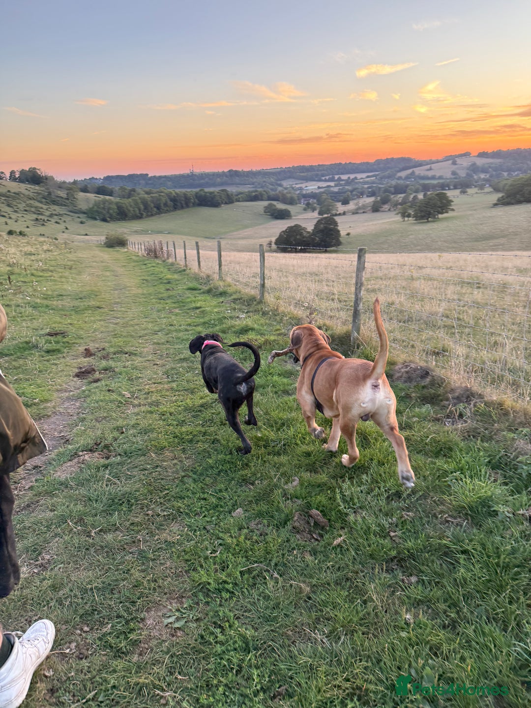 Cane Corso dogs for sale: Two beautiful cane corsos looking to be rehomed - Image 4