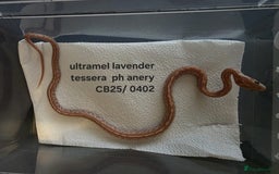 Corn Snake reptiles for sale: Cornsnake Hatchlings - Image 6