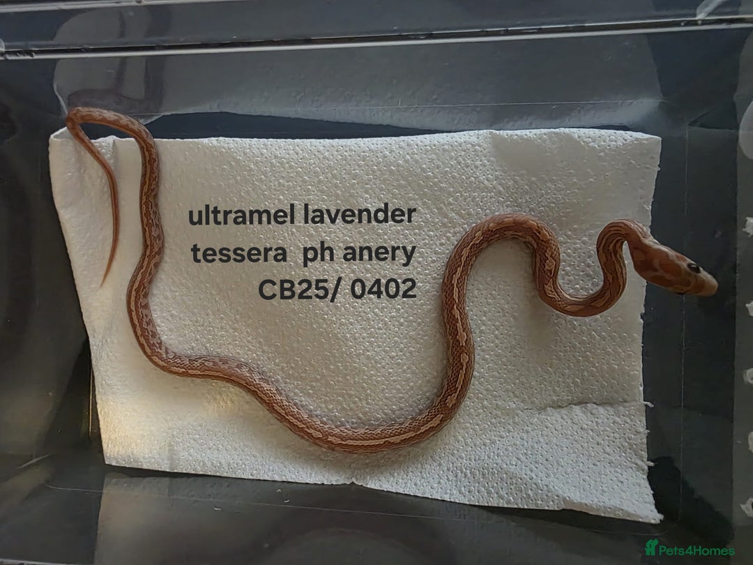 Corn Snake reptiles for sale: Cornsnake Hatchlings - Image 6
