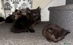 Mixed Breed cats for sale: Friendly and playful kittens  - Image 1