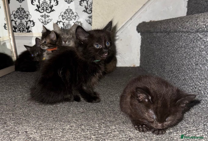 Mixed Breed cats - Advert 2