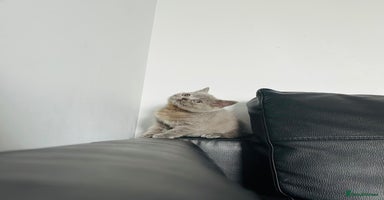 British Shorthair cats One girl available!💓🏅GCCF Imported Lines❤️ - Advert 2