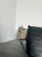 British Shorthair cats One girl available!💓🏅GCCF Imported Lines❤️ - Advert 2