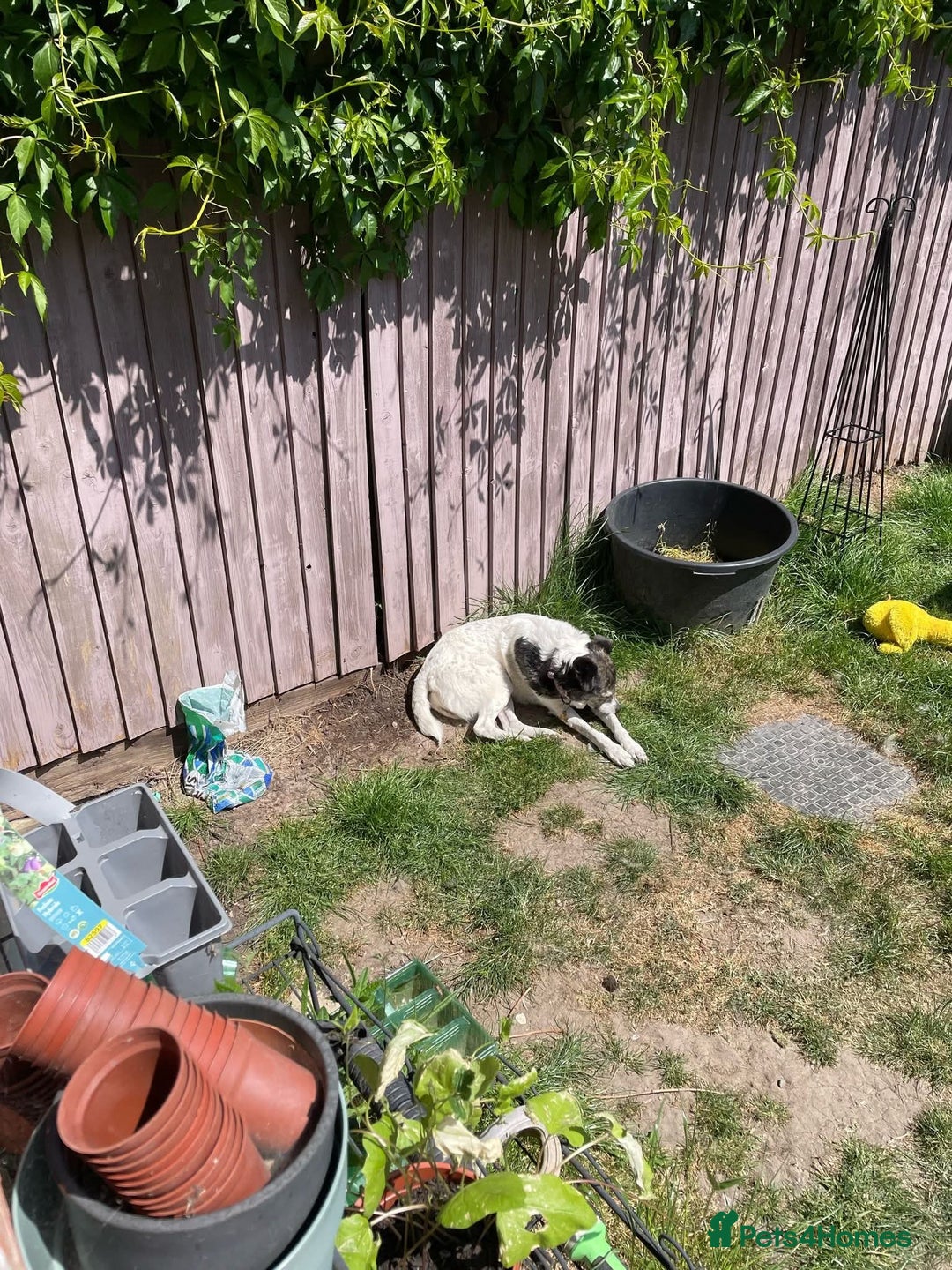 Mixed Breed dogs for adoption: Meet Piper, currently residing in Derbyshire  - Advert 5