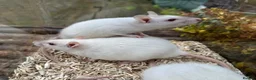 Rat rodents for sale: Gorgeous baby rats dwarf and full size Sheffield - Advert 13