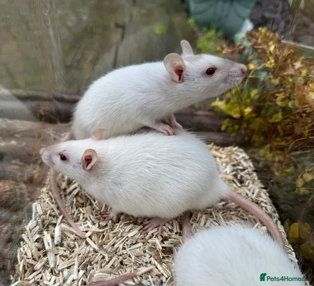 Rat rodents for sale: Gorgeous baby rats dwarf and full size Sheffield - Advert 13