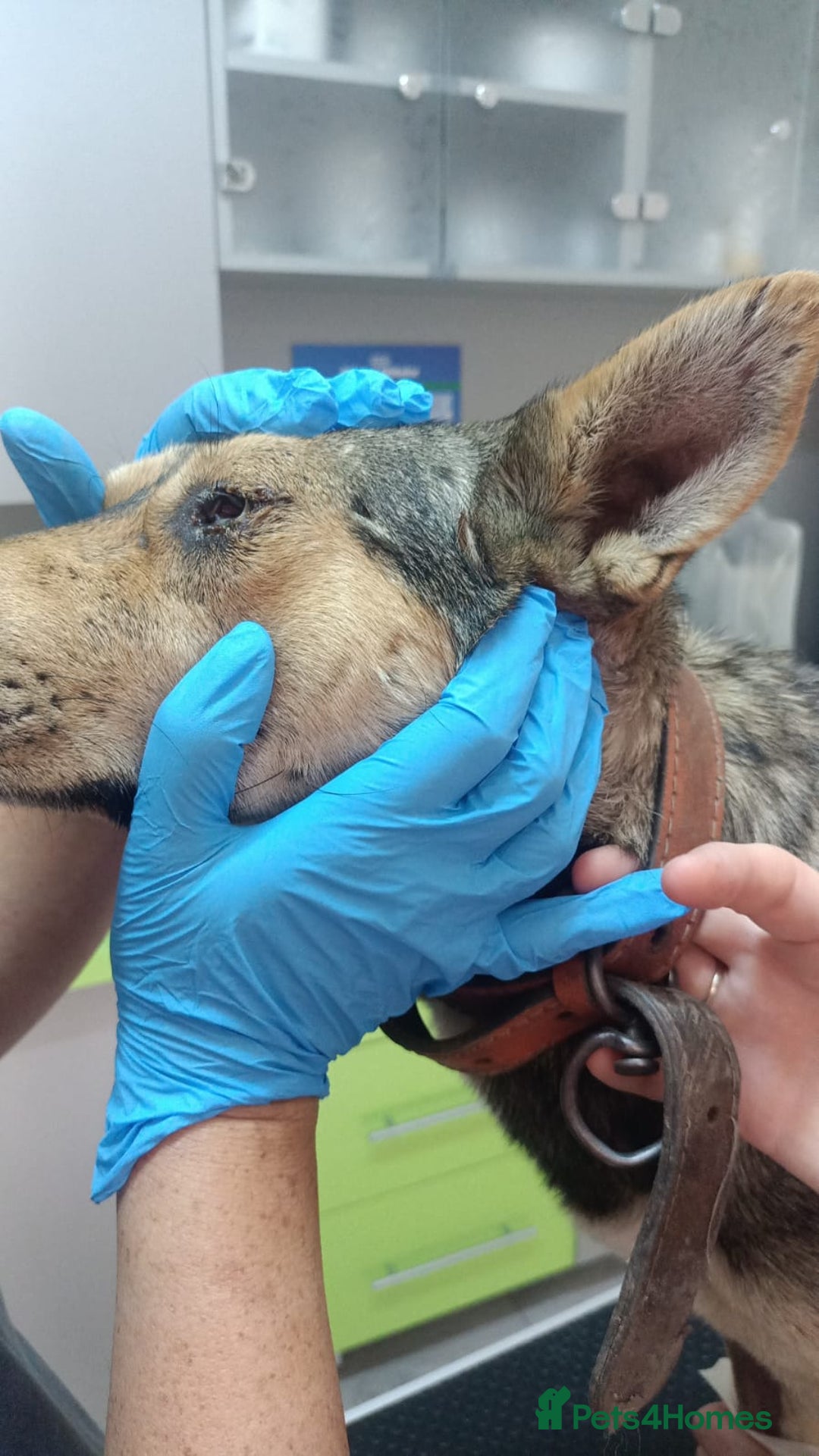 Mixed Breed dogs for adoption: 🐺 WOLFIE – A Brave Soul Ready for a New Life 🖤 - Advert 19