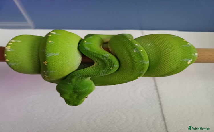 Python Snake reptiles - Advert 8
