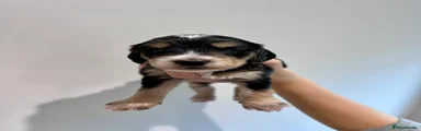 Cockapoo 1