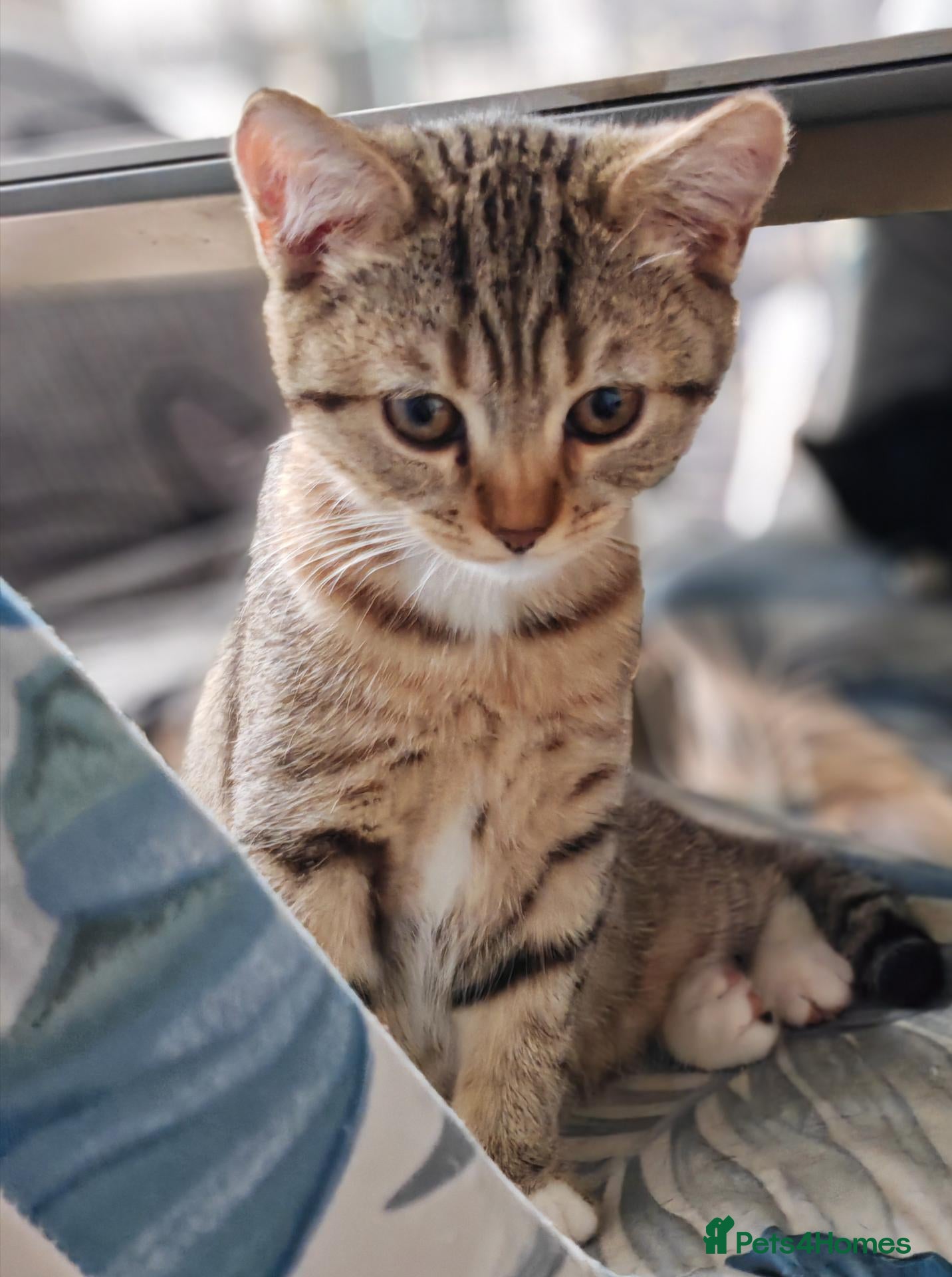 British Shorthair cats Scottish Fold x British Shorthair Mix Kittens - Advert 2