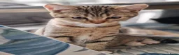 British Shorthair cats for sale: Scottish Fold x British Shorthair Mix Kittens - Advert 2