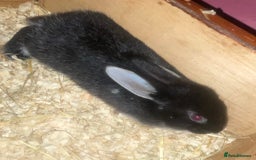 Rex rabbits for sale: Rex rabbit pure bread  - Image 2