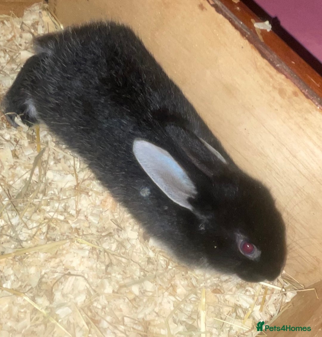 Rex rabbits for sale: Rex rabbit pure bread  - Image 2